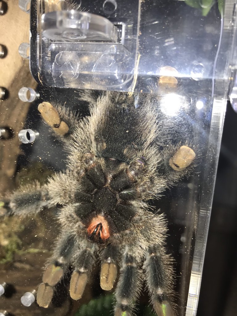 Avicularia avicularia [ventral sexing] [2/3]