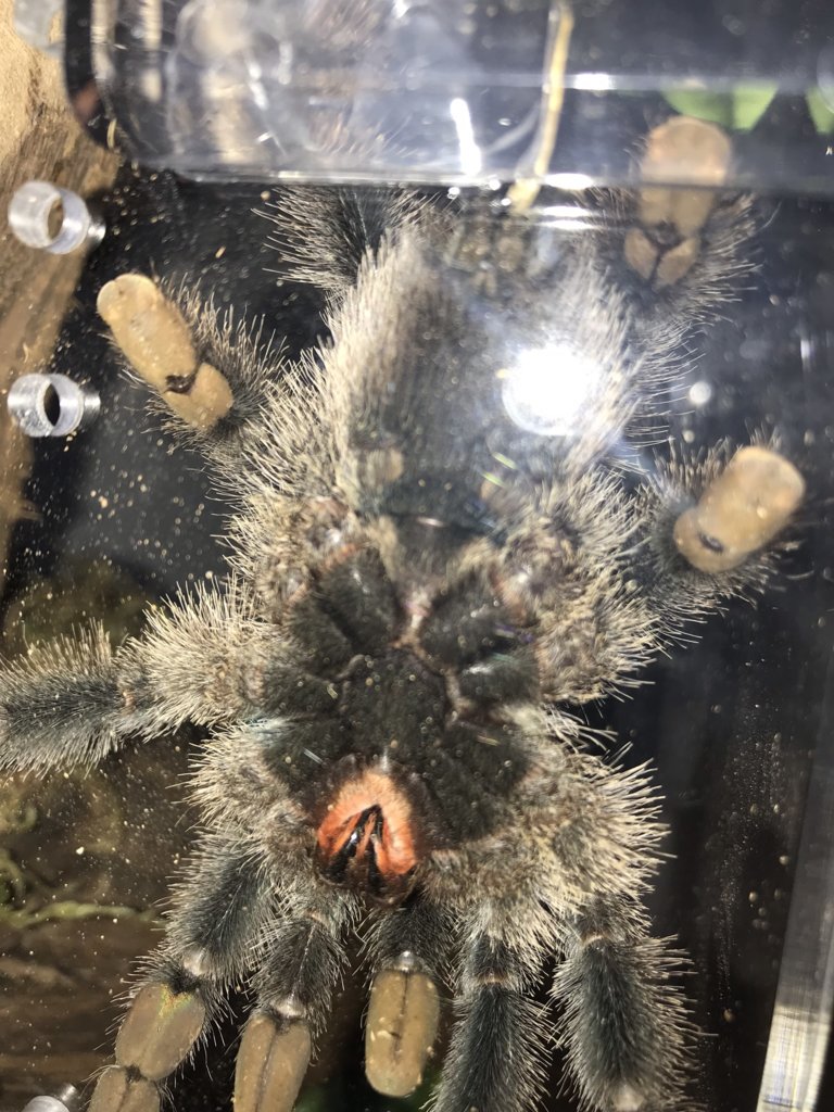 Avicularia avicularia [ventral sexing] [3/3]