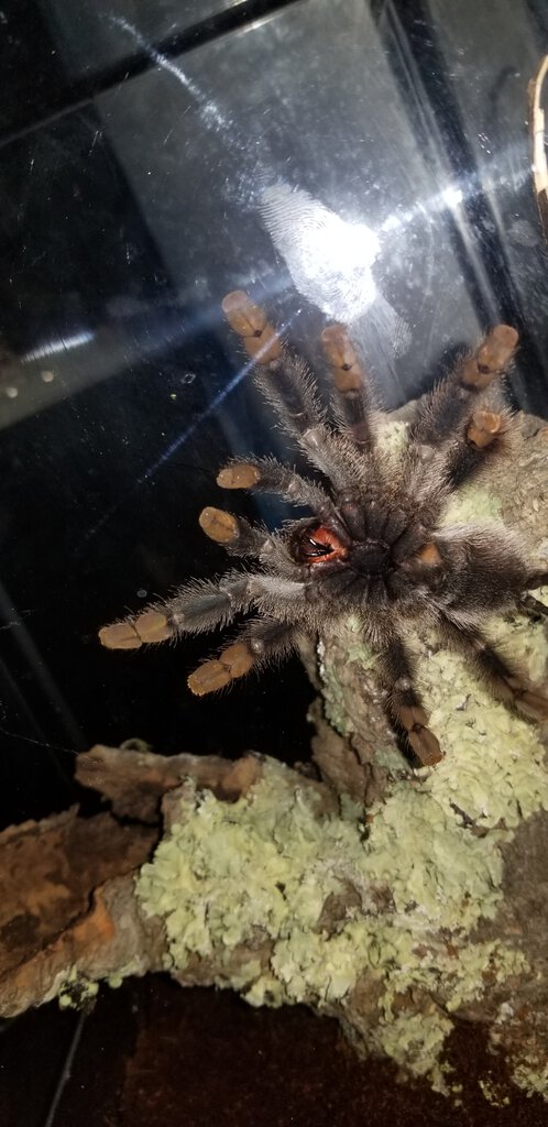 Avicularia avicularia [ventral sexing] [3/4]