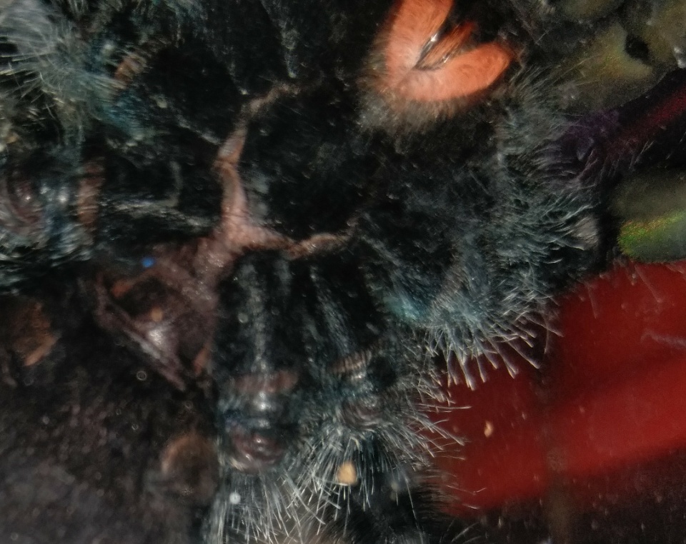 Avicularia avicularia [ventral sexing]