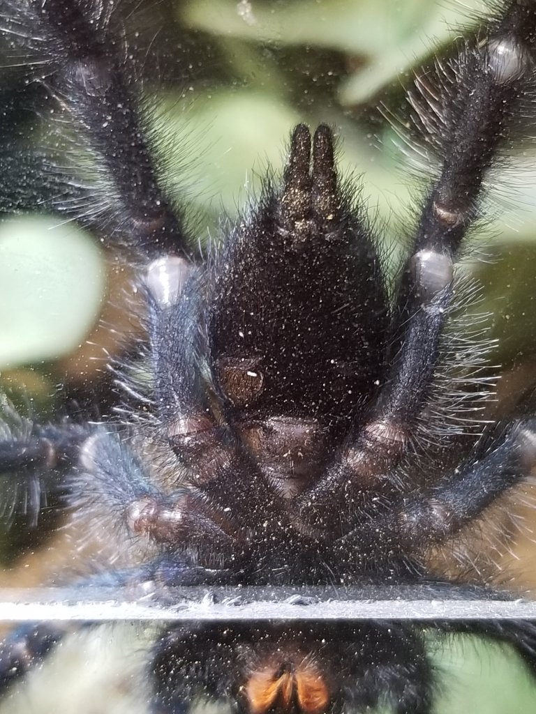 Avicularia avicularia [ventral sexing]