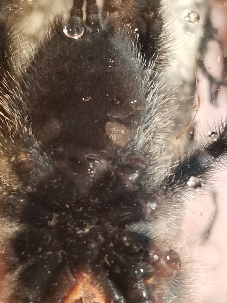 Avicularia avicularia [ventral sexing]