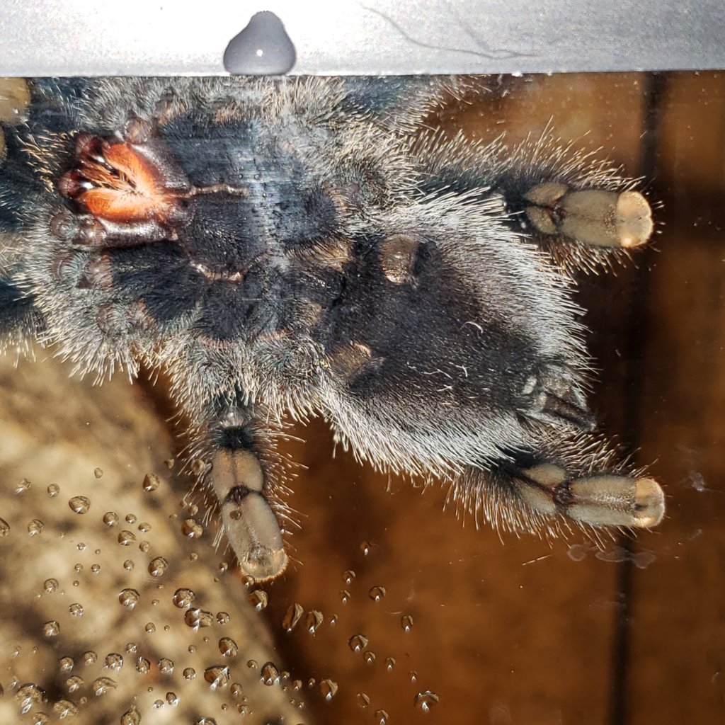 Avicularia avicularia [ventral sexing]