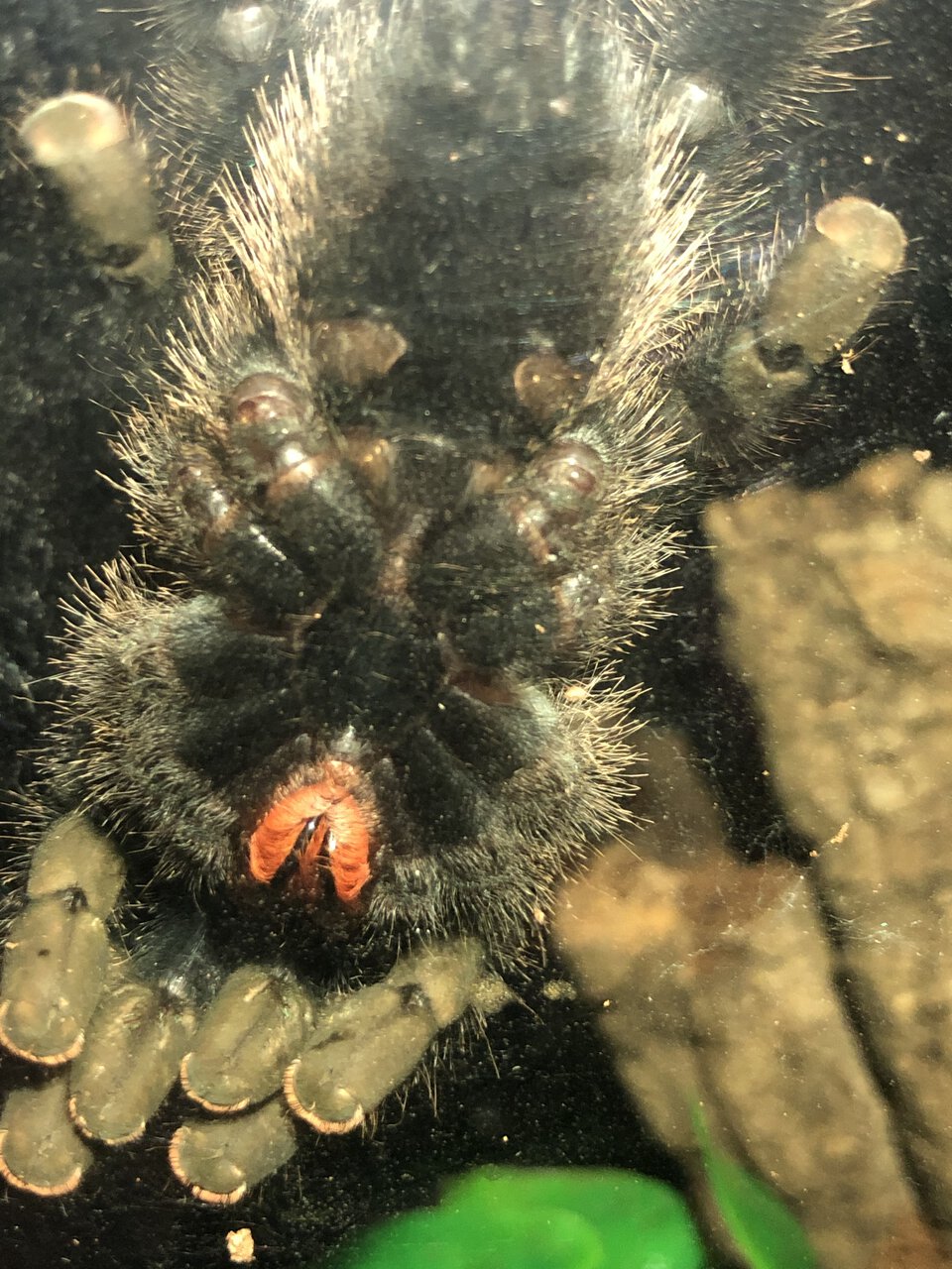 Avicularia avicularia [ventral sexing]