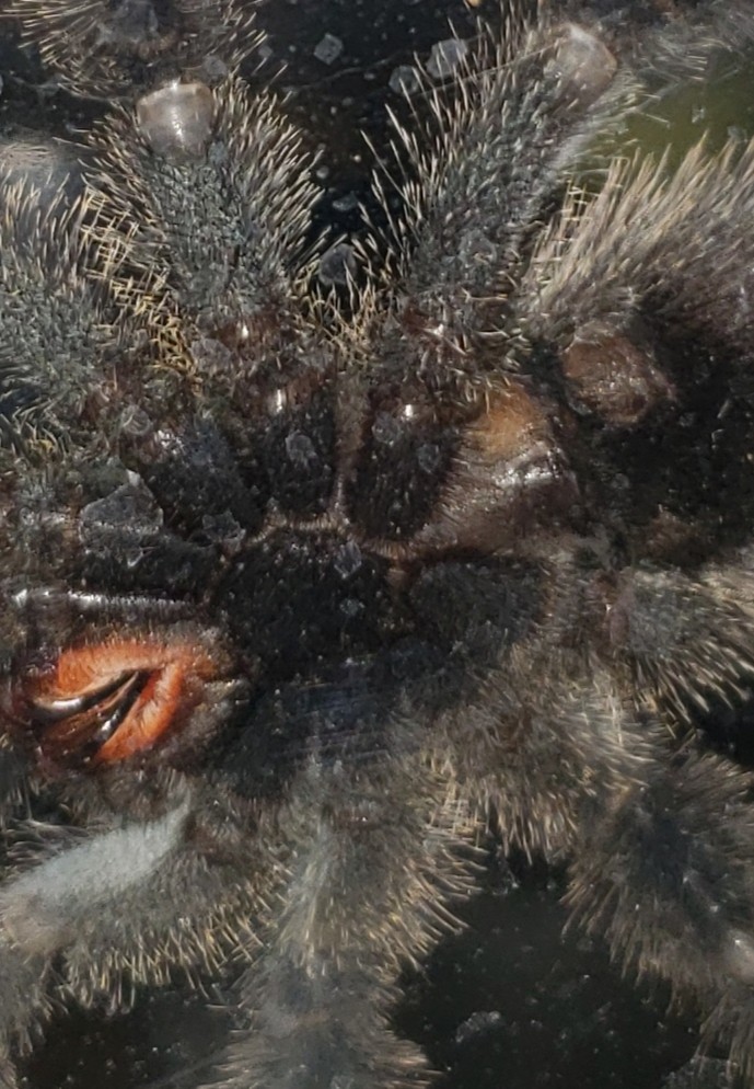 Avicularia avicularia [ventral sexing]