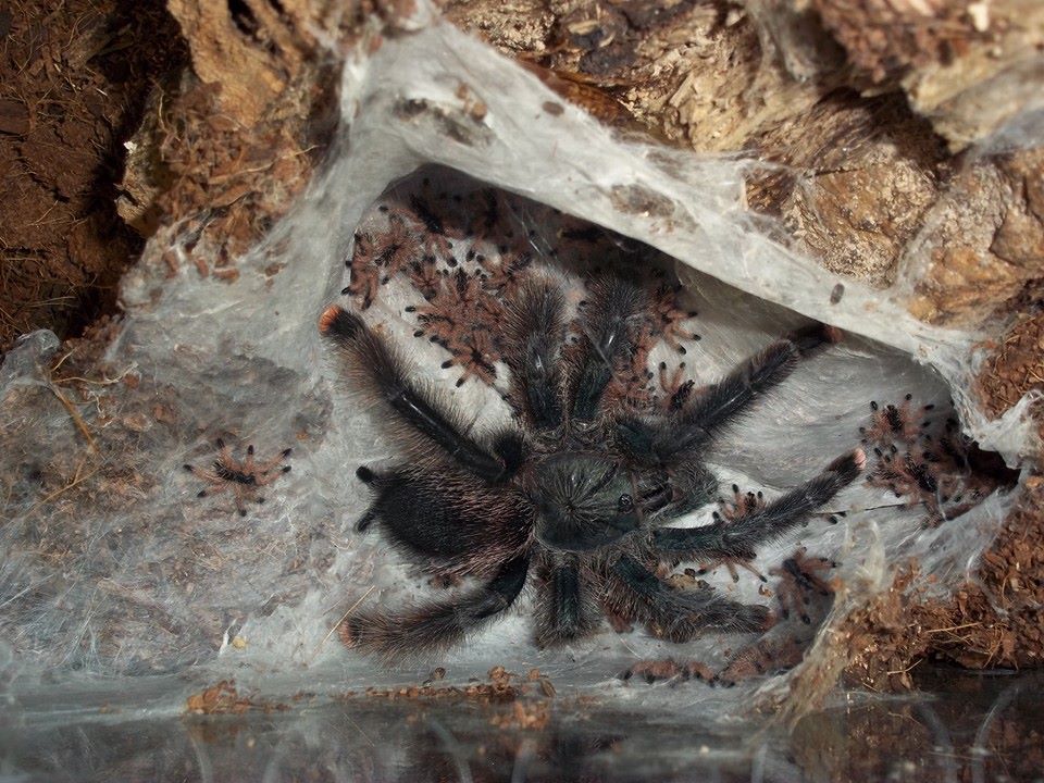 Avicularia avicularia with 2nd instar young