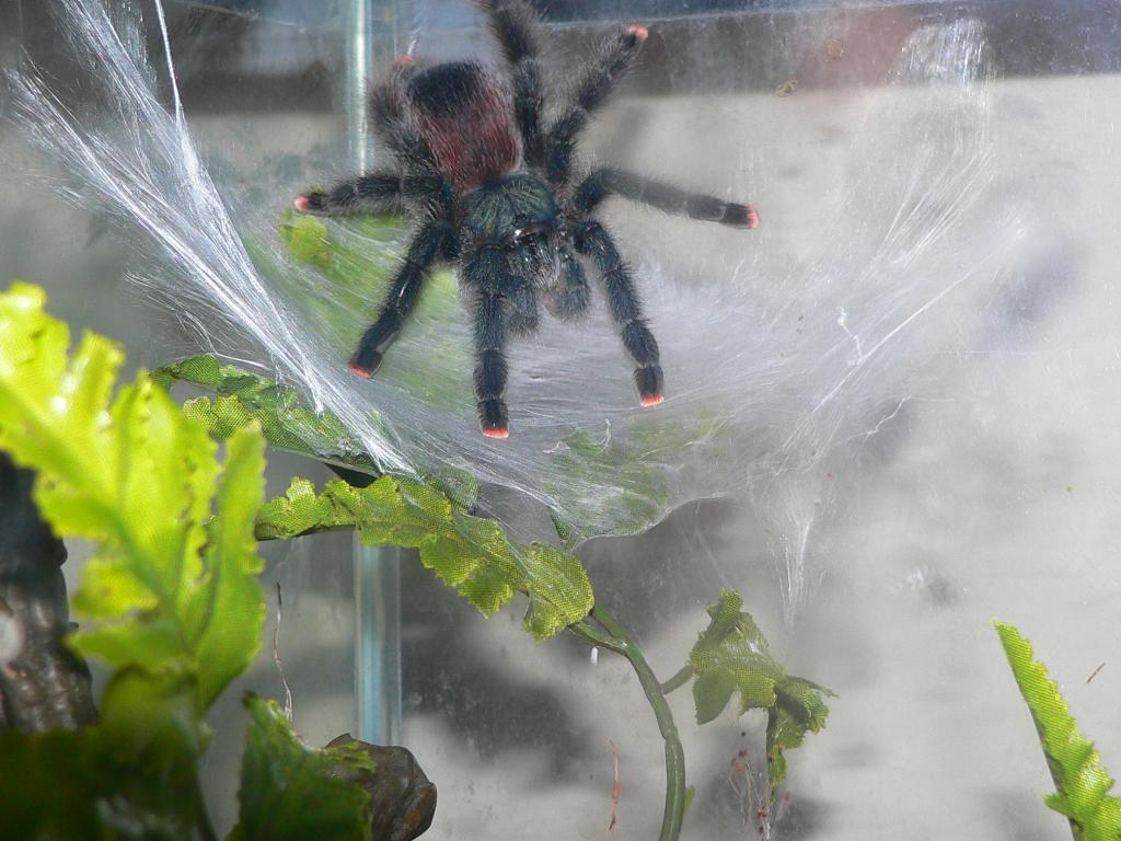 Avicularia avicularia