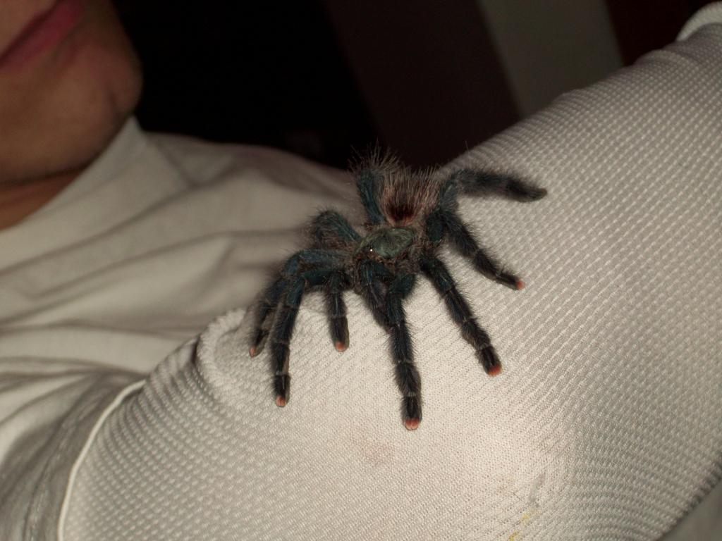 Avicularia Avicularia