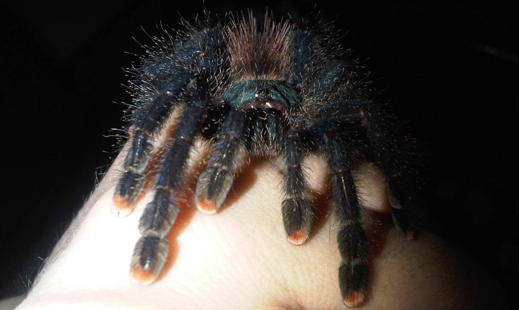 Avicularia Avicularia