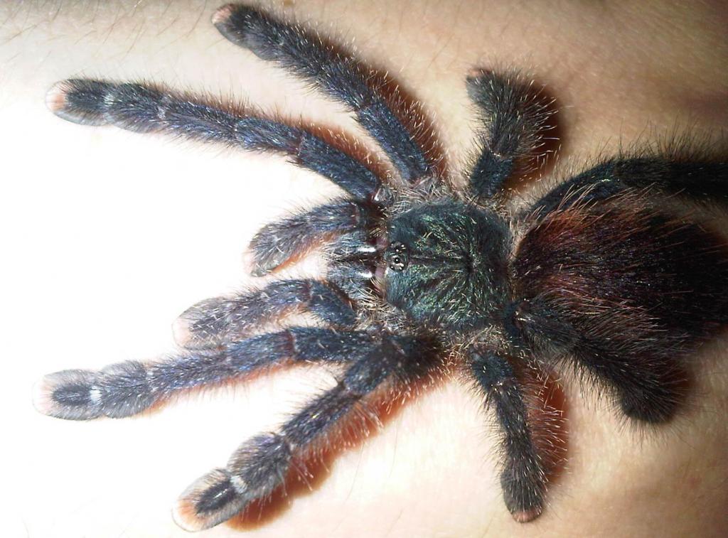 Avicularia Avicularia