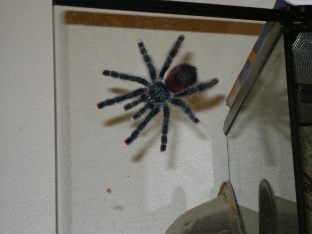 Avicularia Avicularia