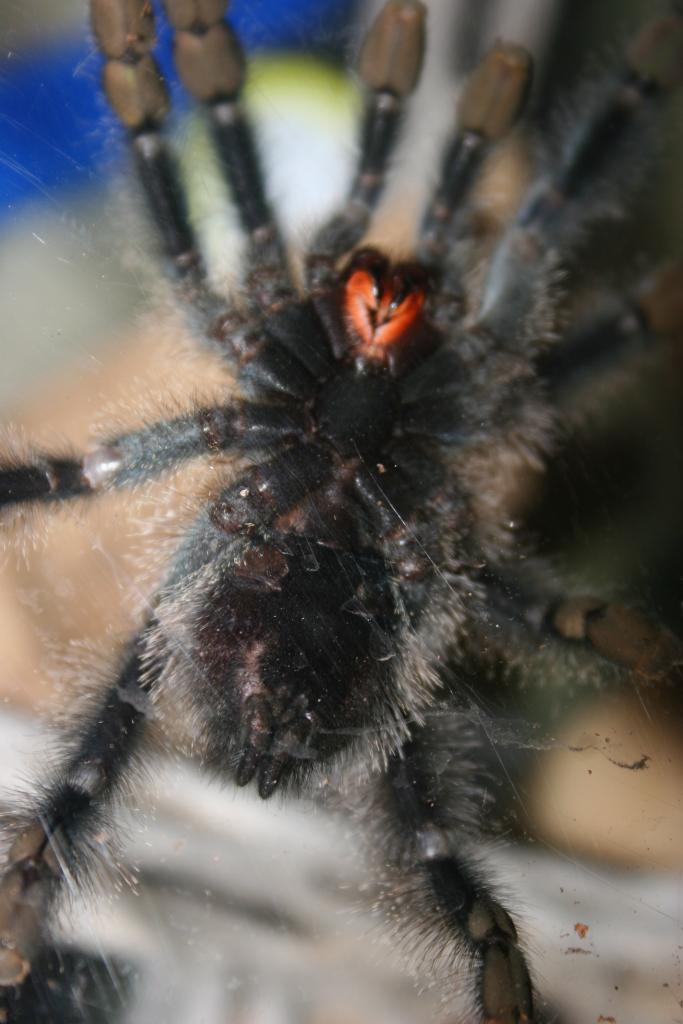 Avicularia Avicularia