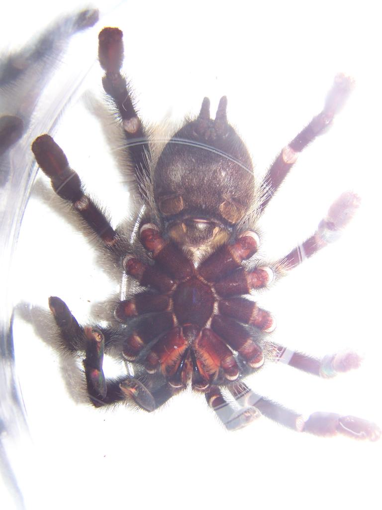 Avicularia Avicularia