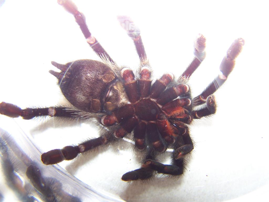 Avicularia Avicularia