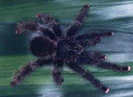 avicularia avicularia