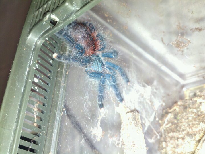 Avicularia Avicularia