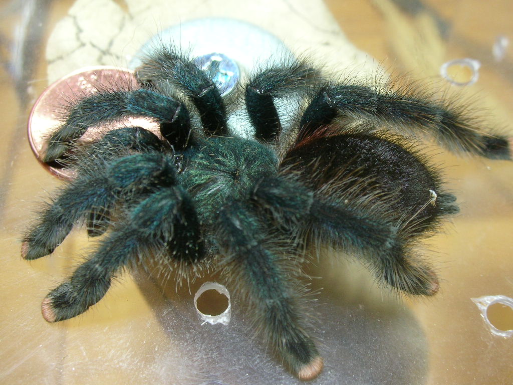 Avicularia avicularia