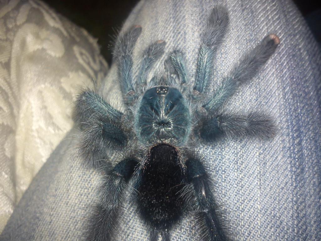 Avicularia Avicularia