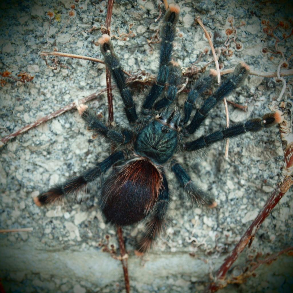 Avicularia avicularia