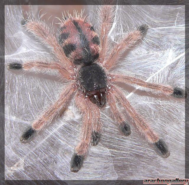 Avicularia avicularia