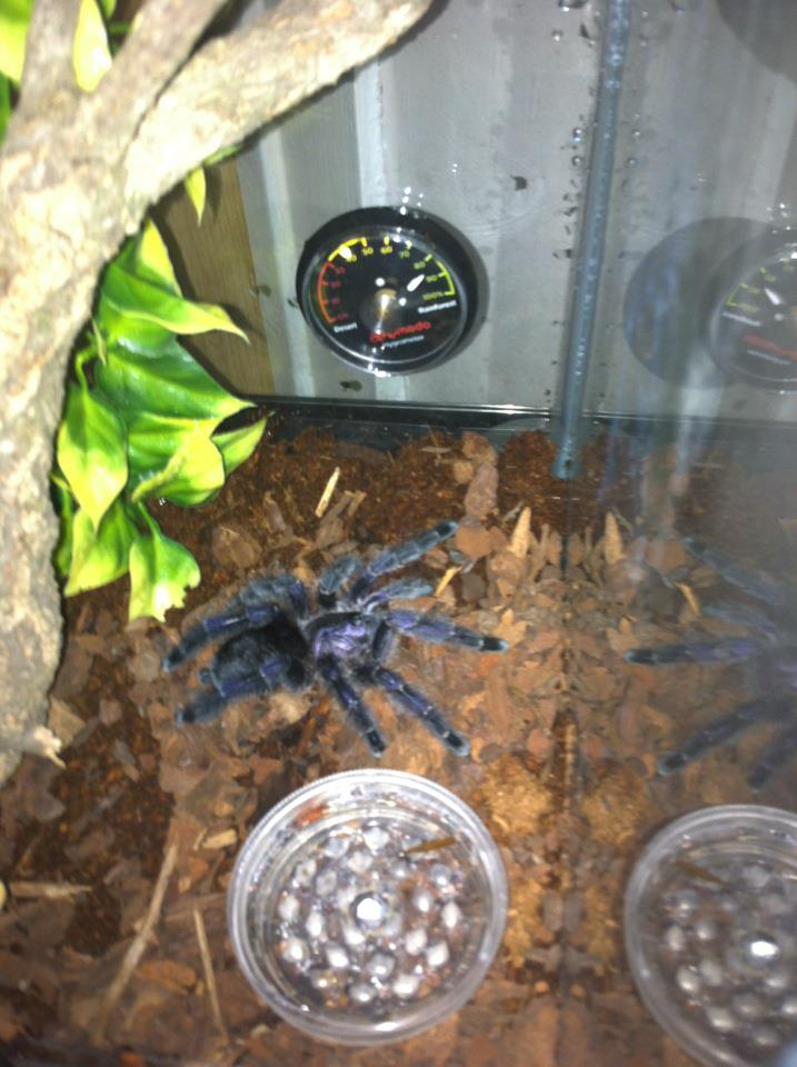 avicularia avicularia