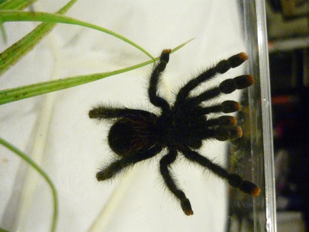 Avicularia Avicularia