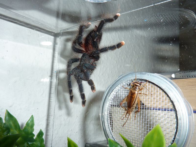 Avicularia avicularia