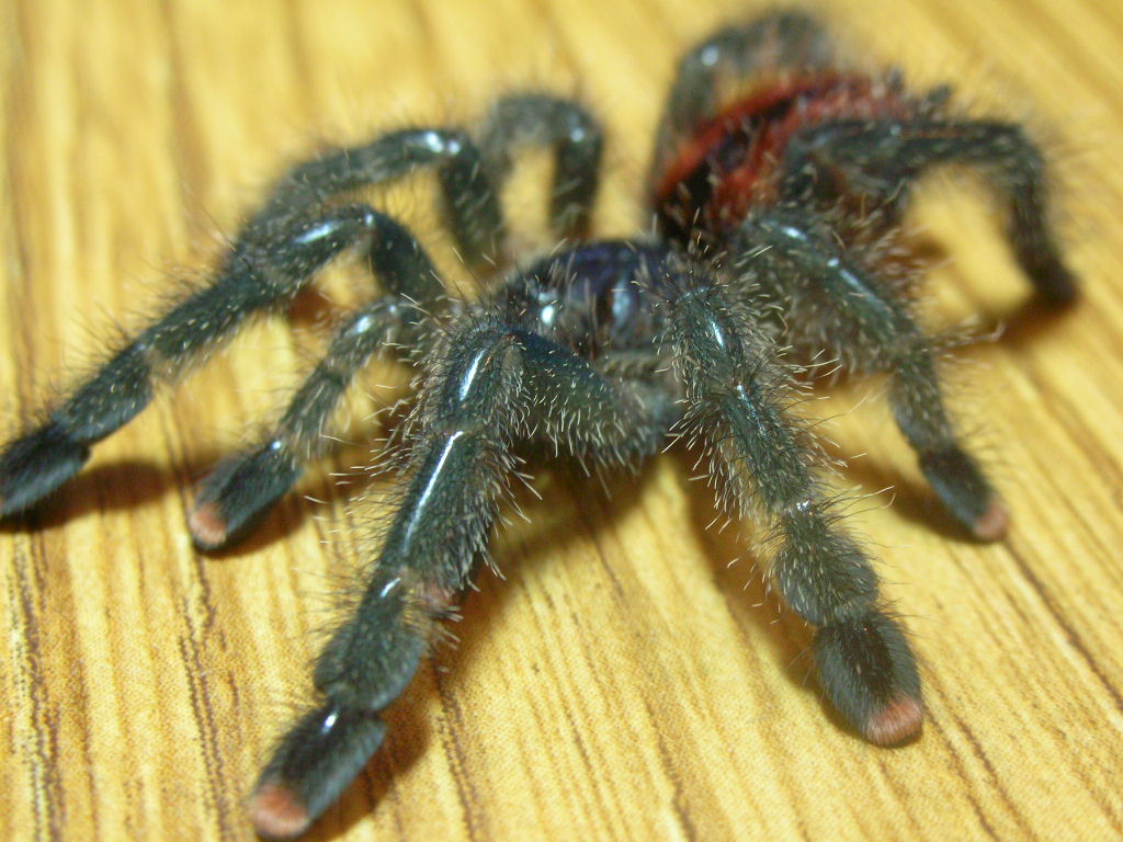 Avicularia avicularia