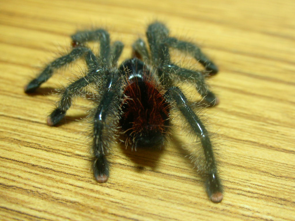 Avicularia avicularia