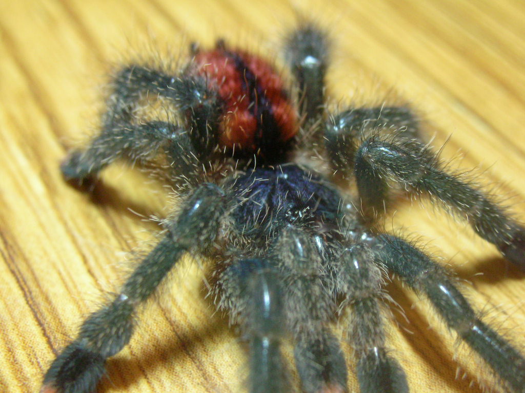 Avicularia avicularia