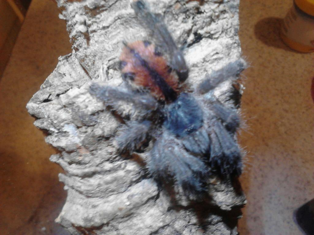 avicularia avicularia