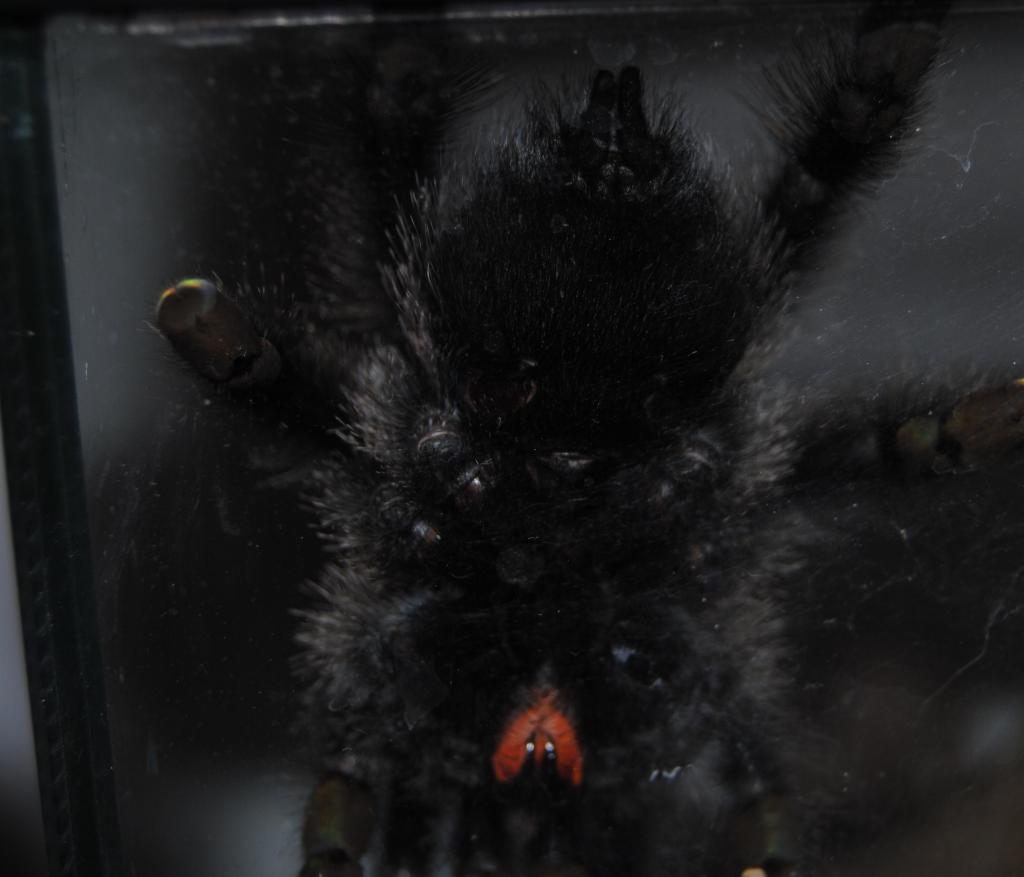 Avicularia Avicularia