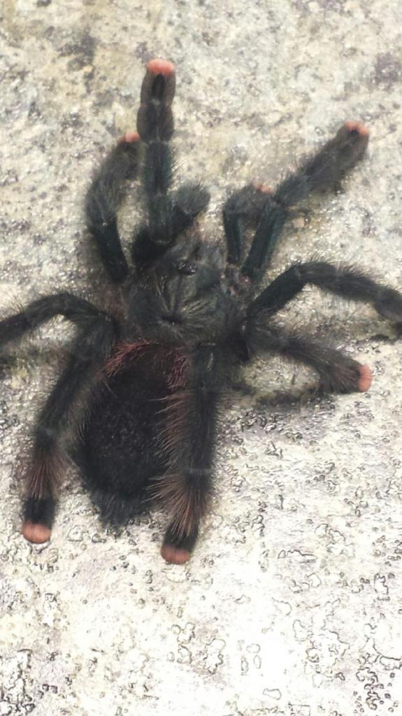 Avicularia Avicularia