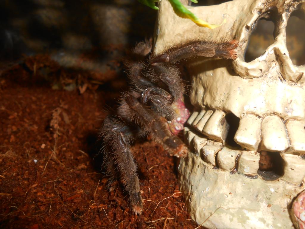 Avicularia avicularia