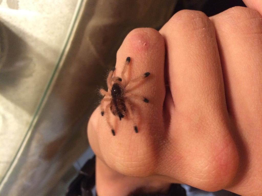 Avicularia Avicularia