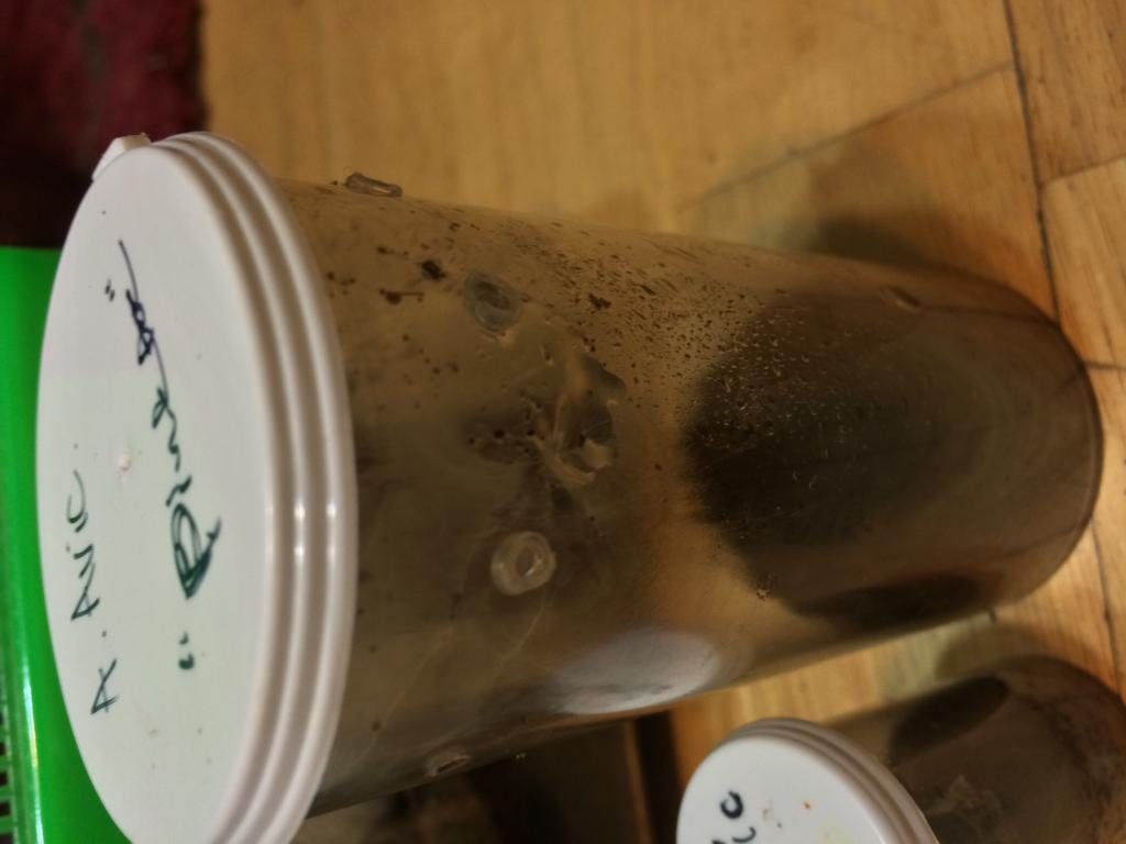 Avicularia Avicularia