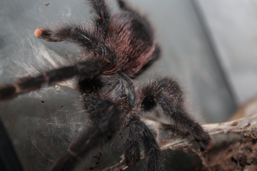 Avicularia Avicularia