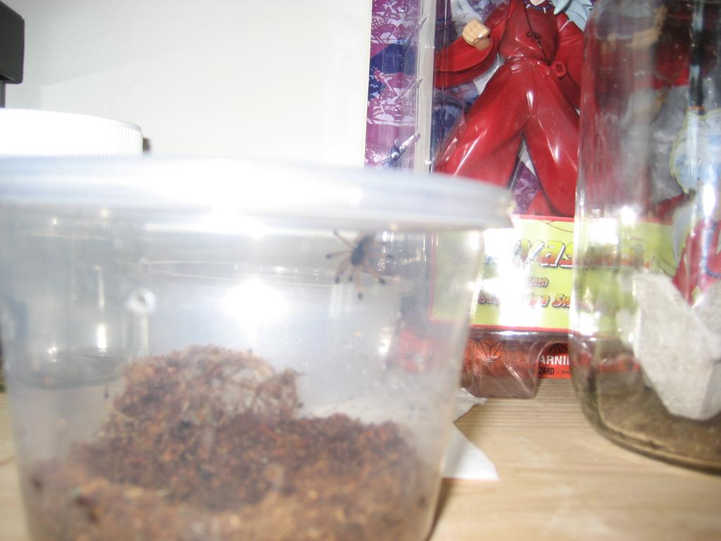 Avicularia Avicularia