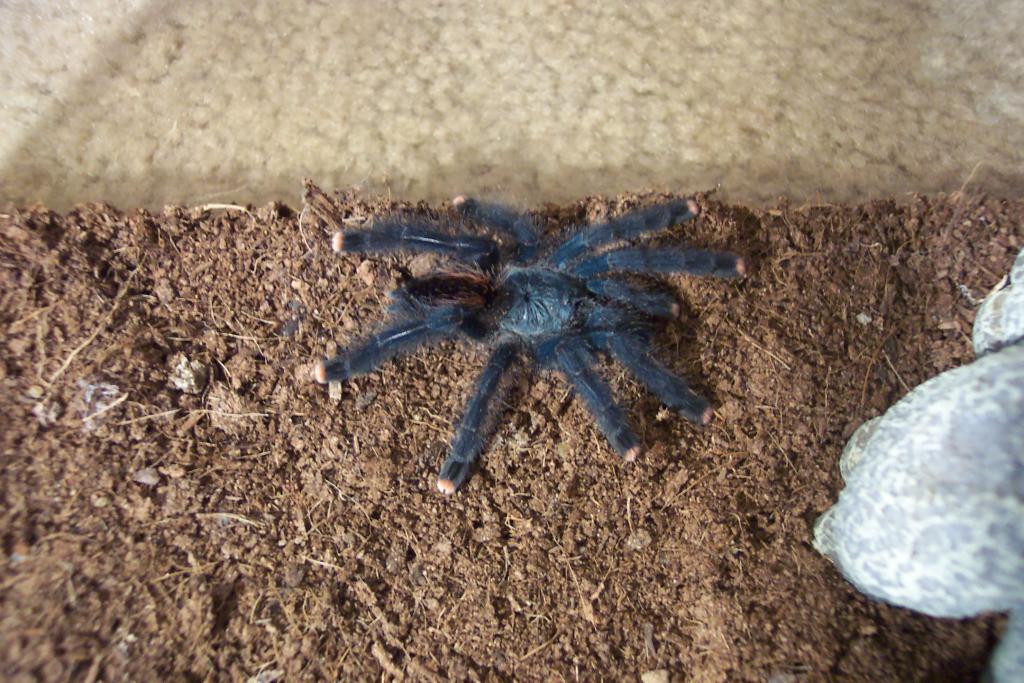 Avicularia avicularia