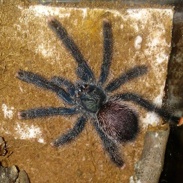 Avicularia Avicularia