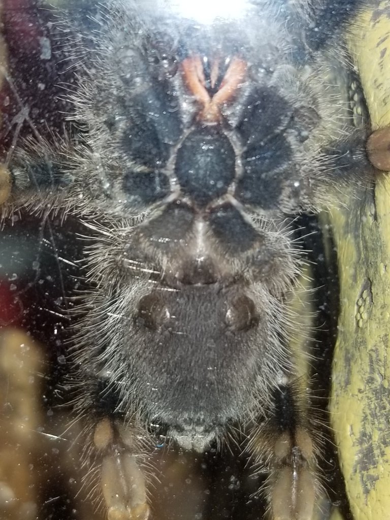 Avicularia Avicularia