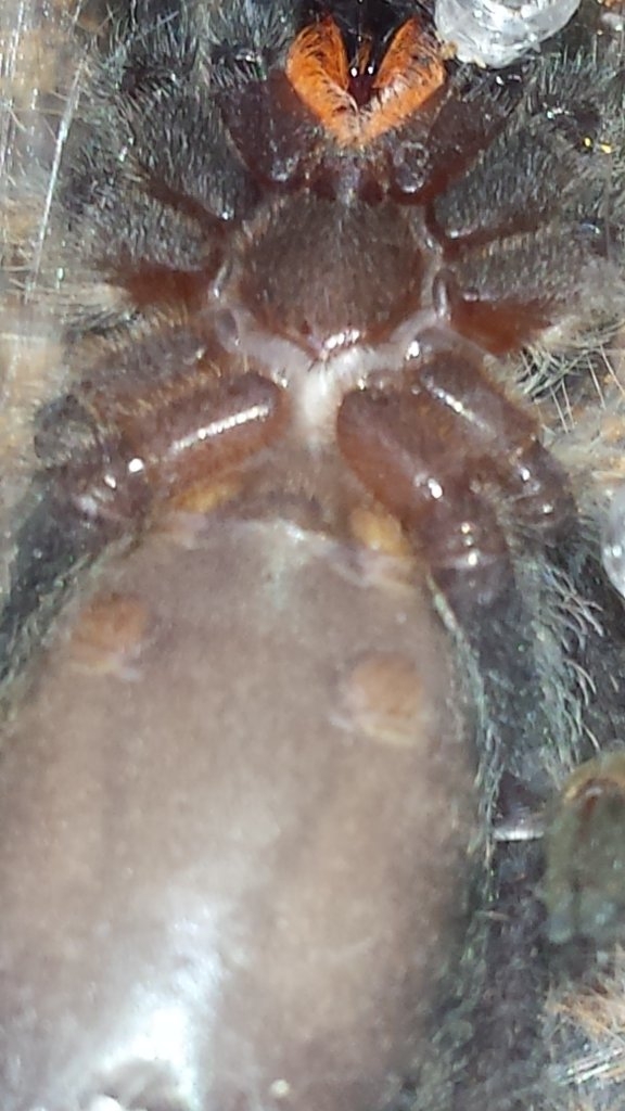 Avicularia Avicularia