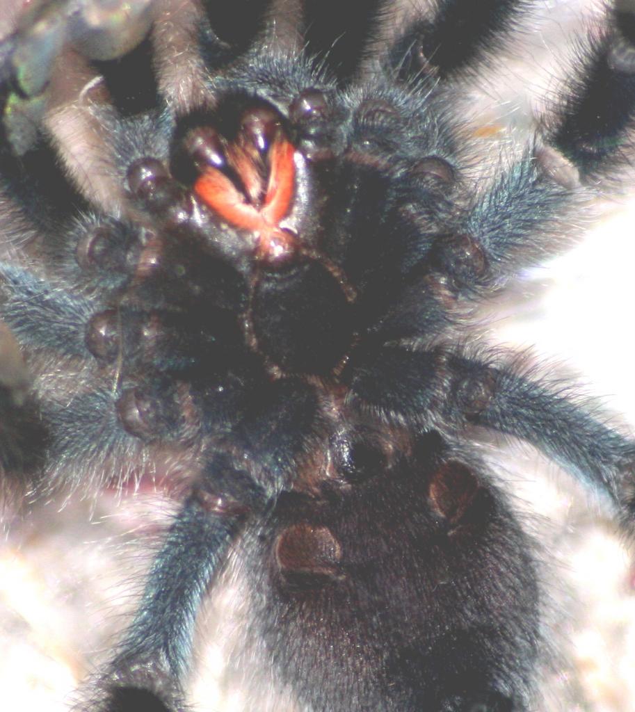 Avicularia avicularia