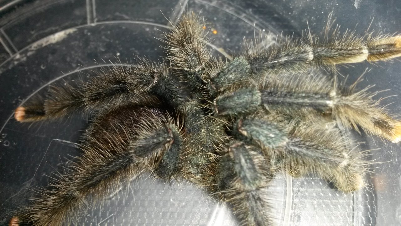 Avicularia avicularia