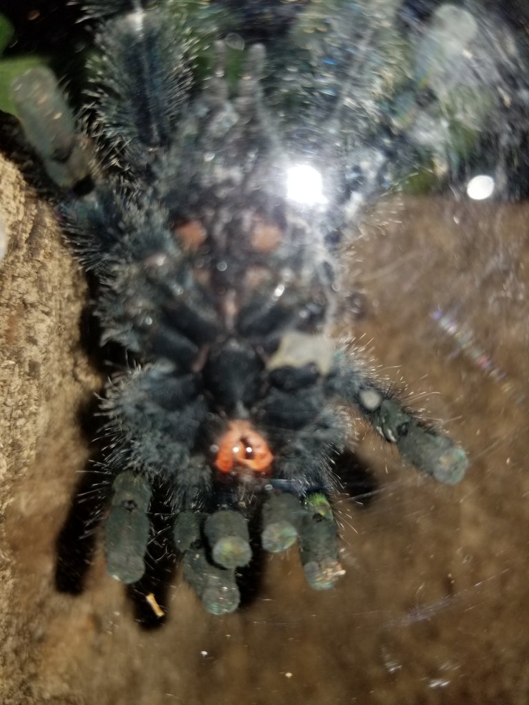 Avicularia avicularia