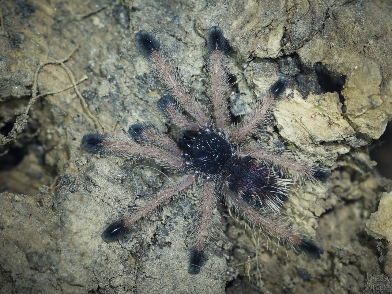 Avicularia avicularia