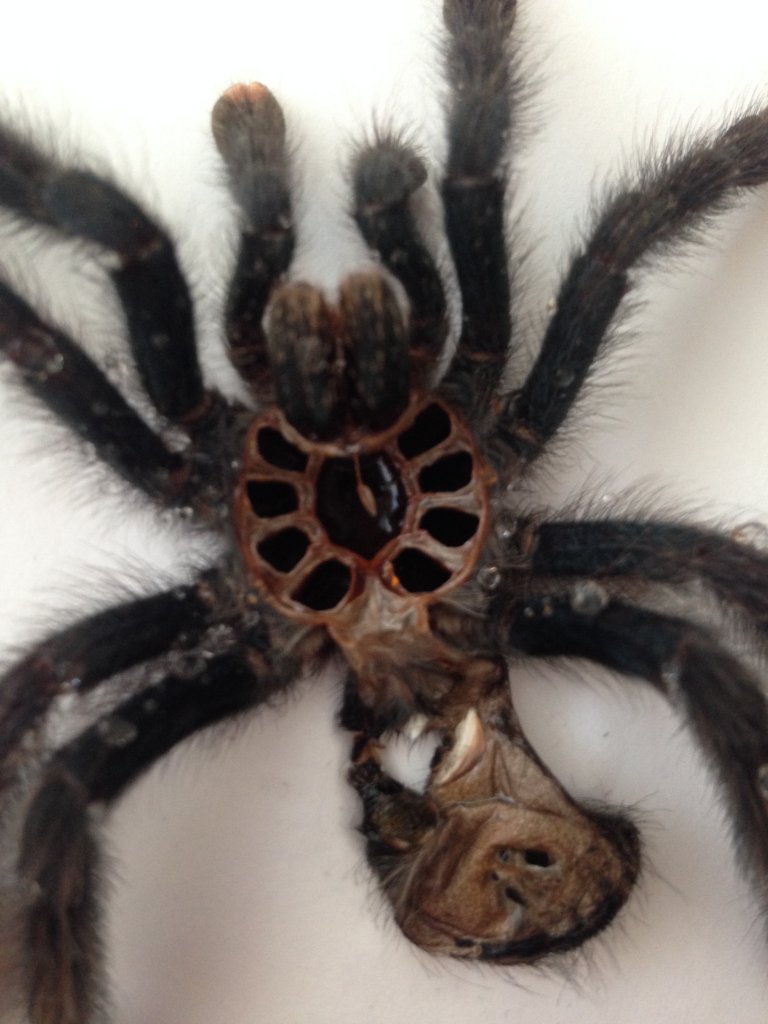 Avicularia avicularia