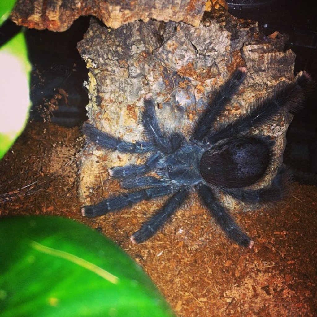 Avicularia avicularia