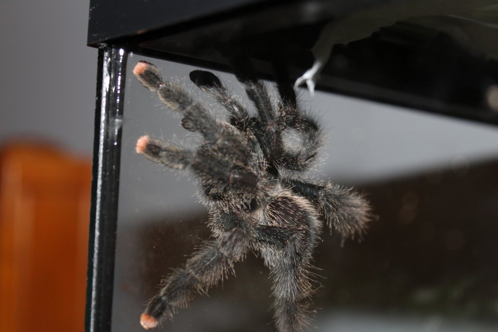 Avicularia avicularia