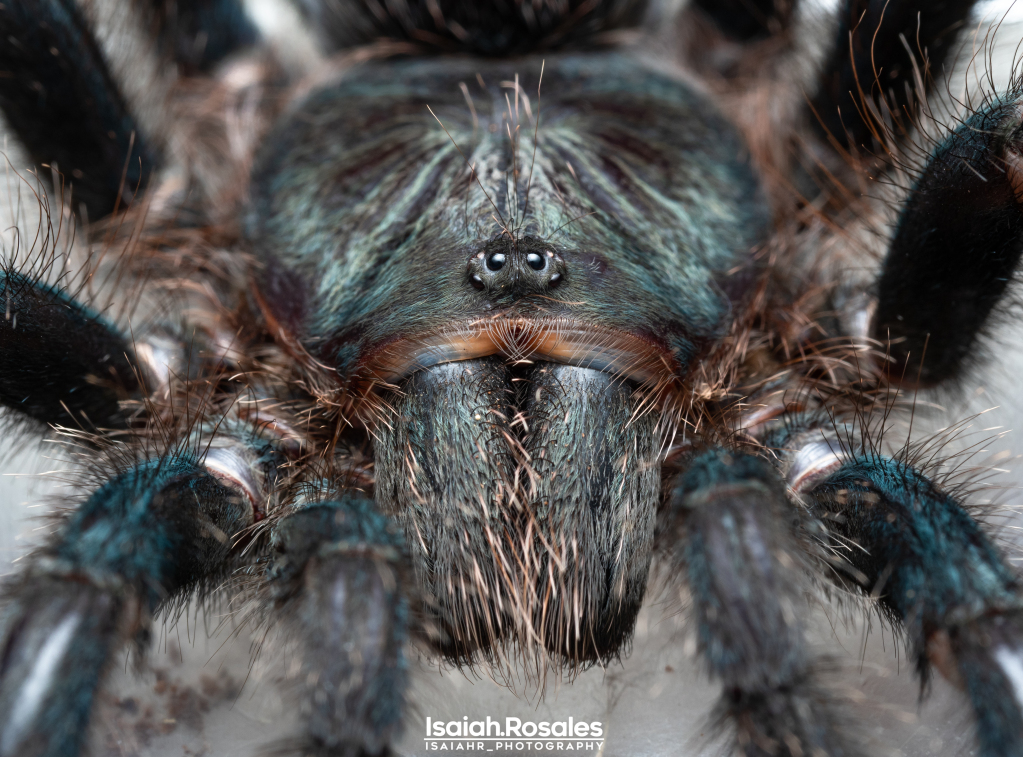 Avicularia avicularia